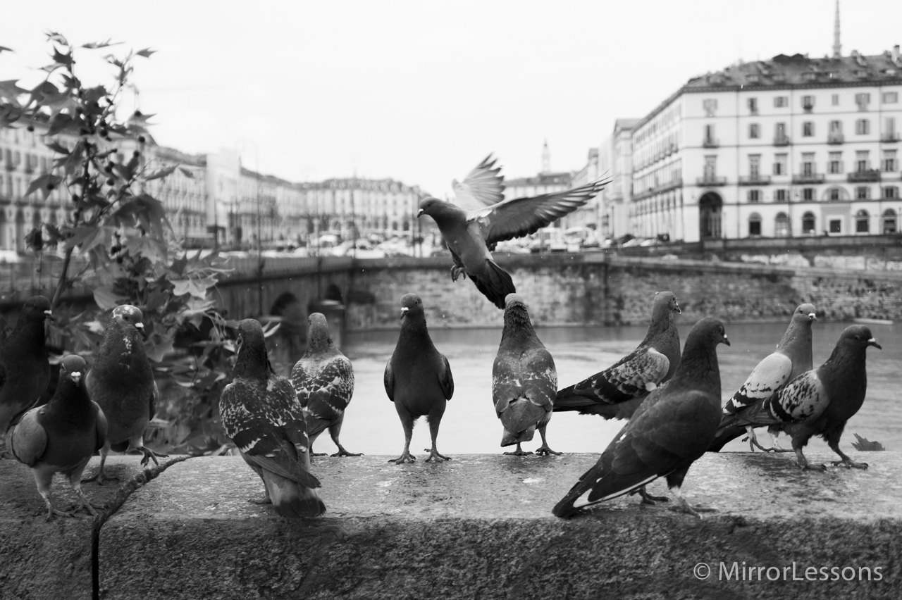 The NEX 5 captures a bird in flight. I was standing still and focusing on the other birds in the foreground when I captured this shot.