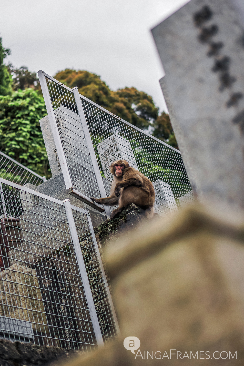 This monkey diligently kept his eyes on the human intruders as the intruders make their way up the hill — the hill is home to more than 500 departed souls and each one is memorialized with a grave stone.