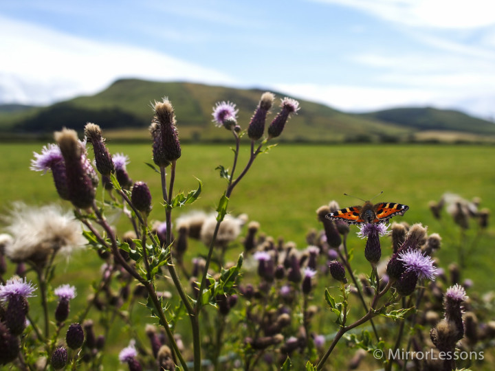 E-P5, 1/2500, f/ 2.8, ISO 100