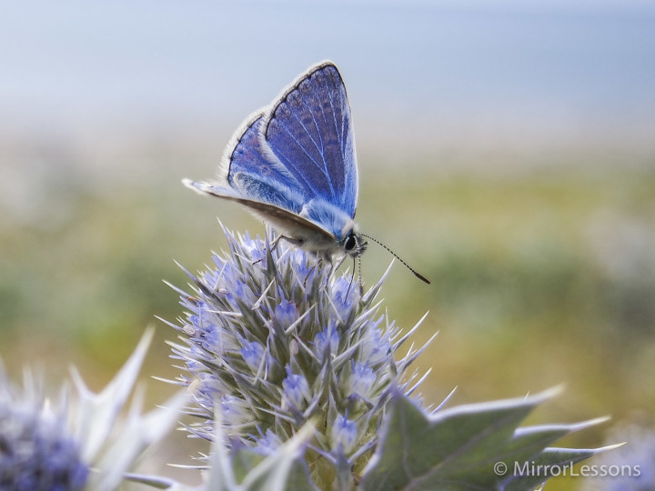 A Common Blue feeding on sea holly in Tywyn, Wales