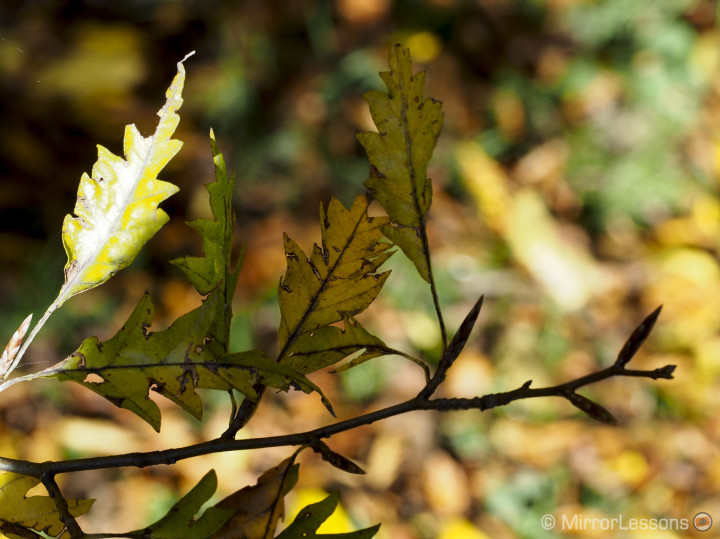 olympus 60mm macro review