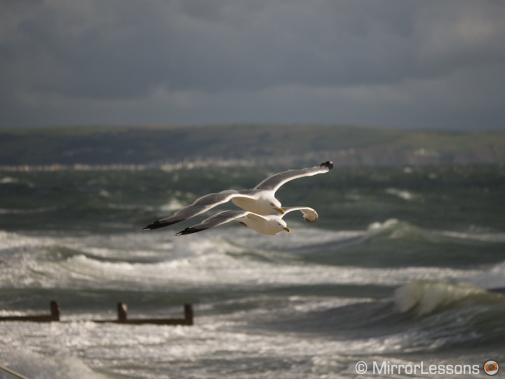 DMC-GH4, 1/4000, f/ 2.8, ISO 200 - Focus is on the second bird behind.