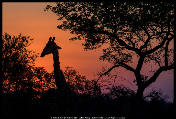 Giraffe sihouette at sunset (Sabi Sands, South Africa) - E-M1, 1/800, f/ 4.5 , ISO 320