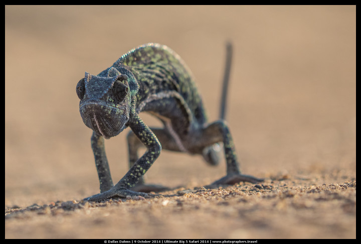 Chameleon on the road in Sabi Sands, South Africa - E-M1, 1/1250, f/ 4, ISO 320