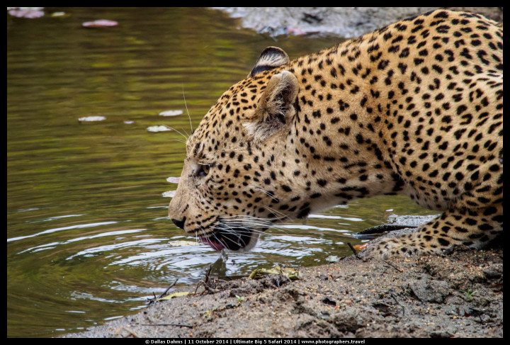 Leopard taking a drink at Sabi Sands, South Africa - E-M5, 1/125, f/ 6.7, ISO 2500