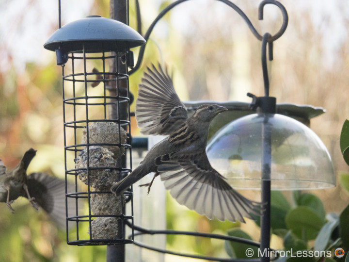 bird in flight