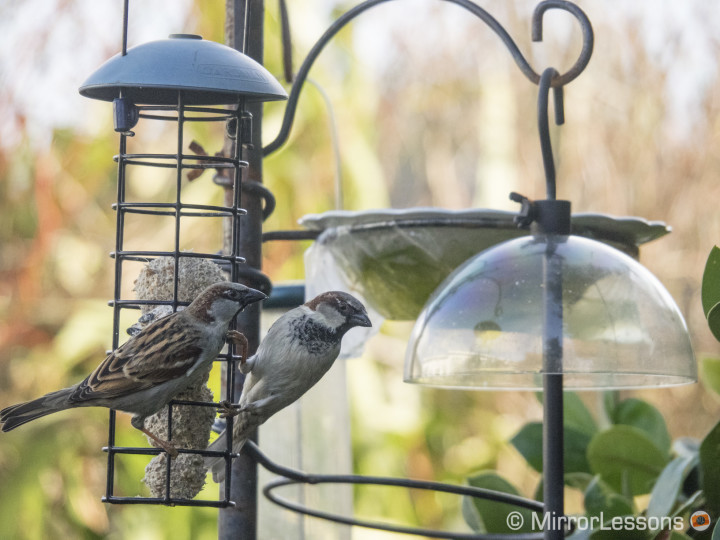 bird photography olympus