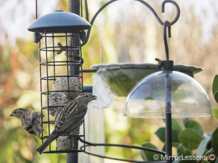 bird photography olympus