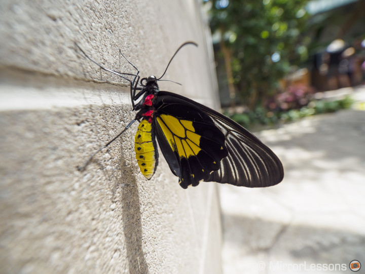 E-M5 II, 1/320, f/ 2.8, ISO 200 - 7mm