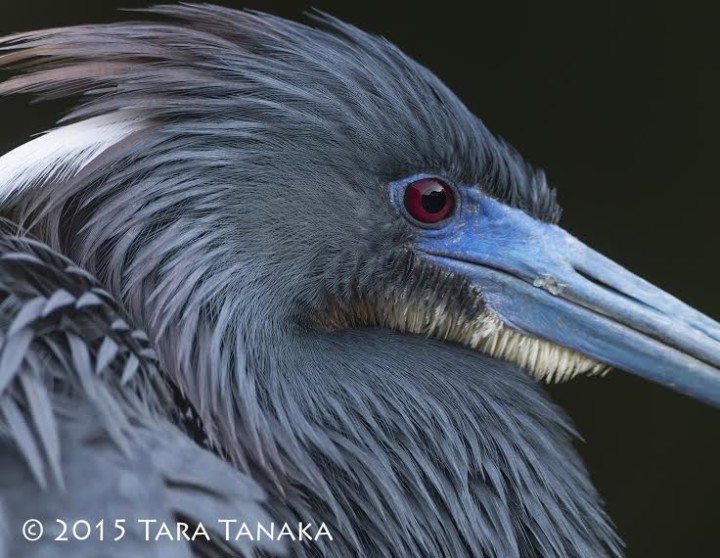 Tara Tanaka - Tri-coloured Heron