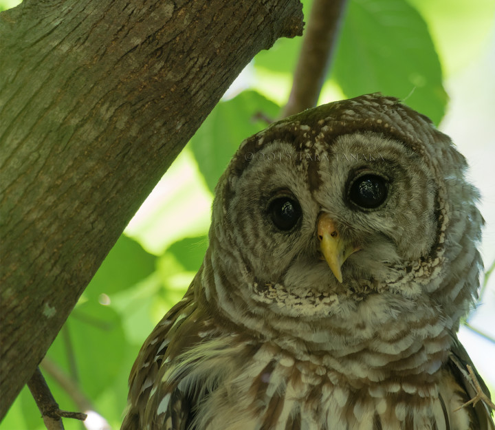 digiscoping swarovski