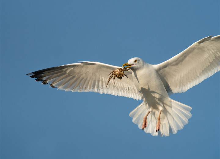 digiscoping birds