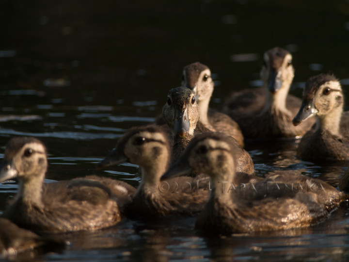 digiscoping birds