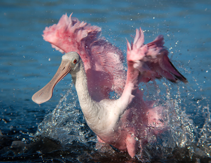 digiscoping birds