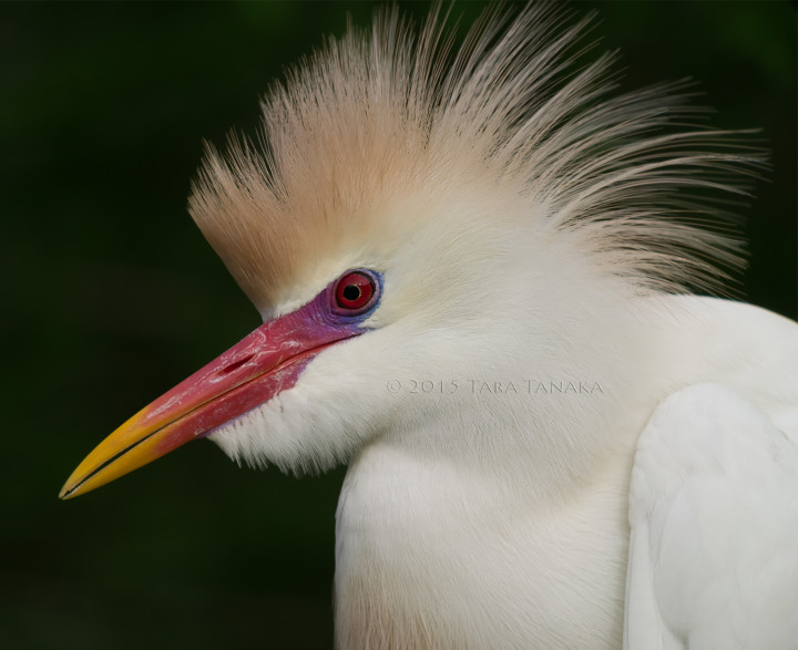 digiscoping birds