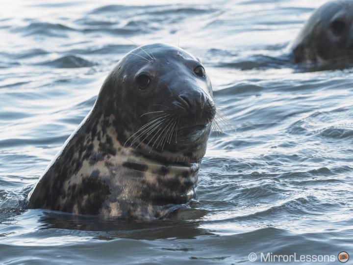 olympus 300mm pro mc-14 angel bay seals