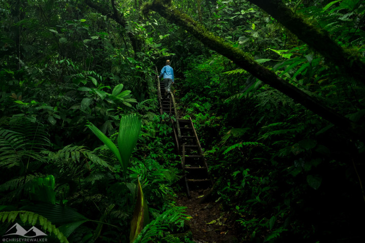 Captured at Reserva Natural Macizos de Peñas Blancas on 13 Feb, 2016 by Chris Eyre-Walker Photography.