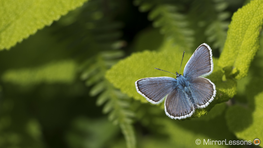 silver studded blue butterflies great orme