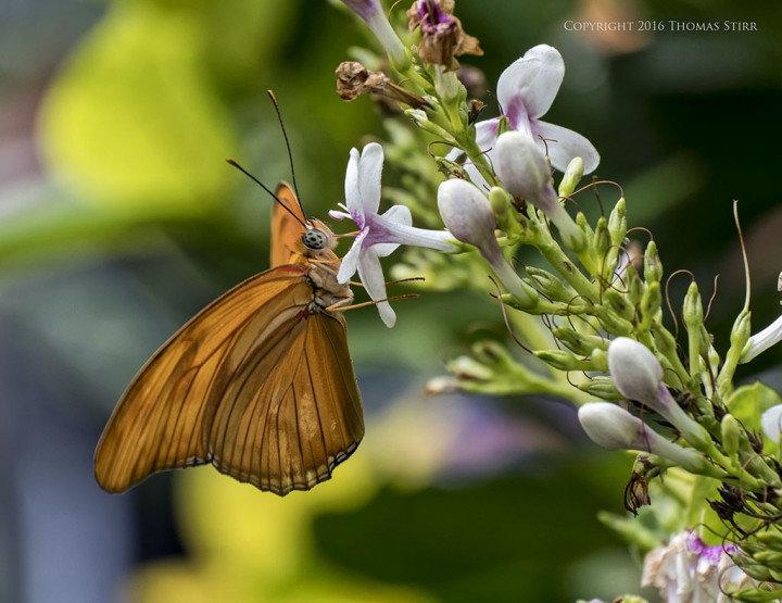 Caption: 110mm, f/5.6, 1/200, ISO-360