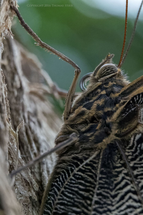 Caption: 57mm, f/4.5, 1/400, ISO-3200, MOVO extension tubes