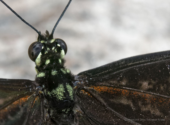 Caption: 59mm, f/8, 1/250, ISO-640, MOVO extension tubes
