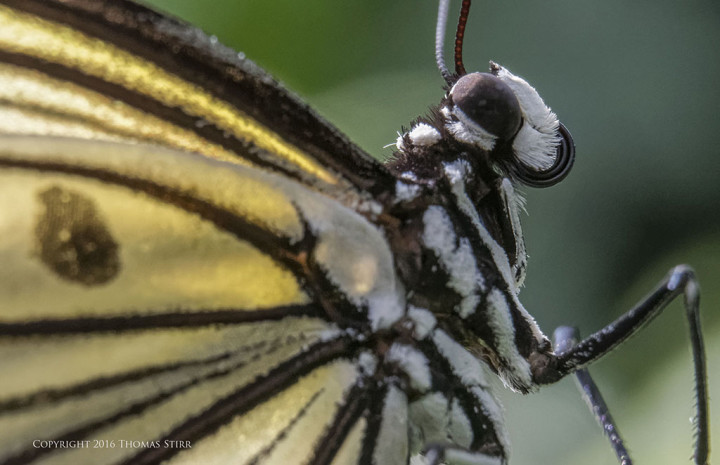 Caption: 62mm, f/8, 1/250, ISO-2200, MOVO extension tubes