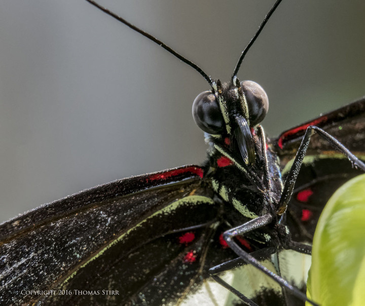 Caption: 62mm, f/8, 1/80, ISO-1800, MOVO extension tubes