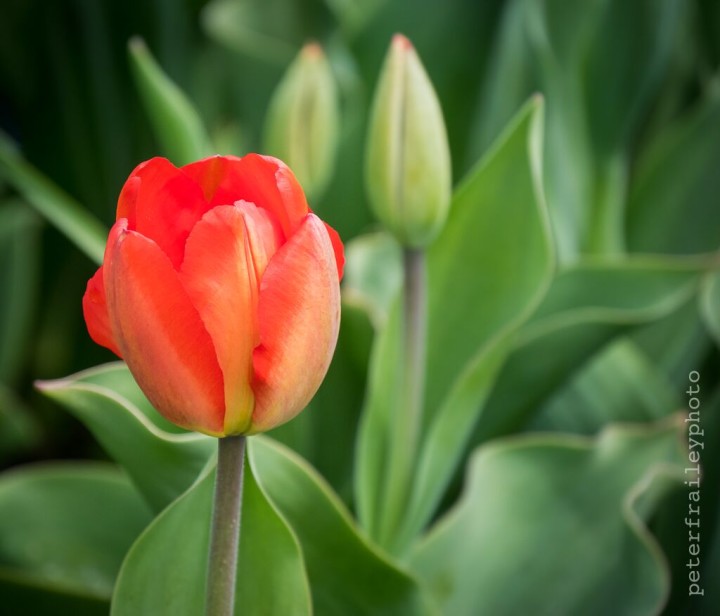 “Tulip” 1/200, F5.6, ISO 400, @140mm